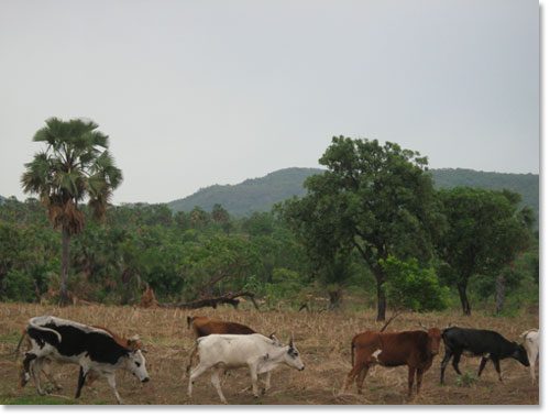 togo6